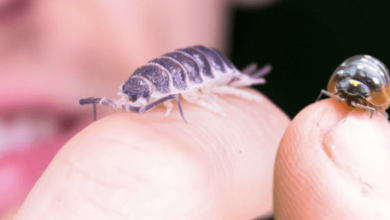 Cute:Gnfmwlgdez8= Isopod