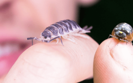 Cute:Gnfmwlgdez8= Isopod