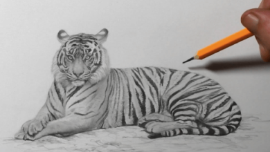 Sketch:Uye9dl1im6e= Tiger