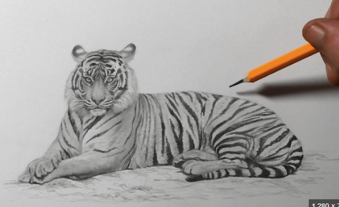 Sketch:Uye9dl1im6e= Tiger