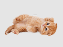 Transparent:6dpn_Nv9tj8= Cat Gif