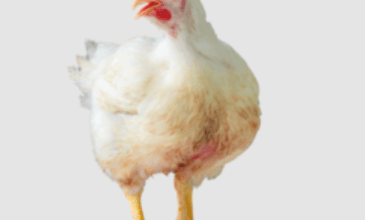 Transparent:G1cykiyu4tm= Chicken