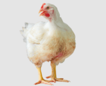 Transparent:G1cykiyu4tm= Chicken