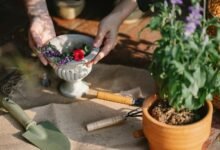 digital tools for growth